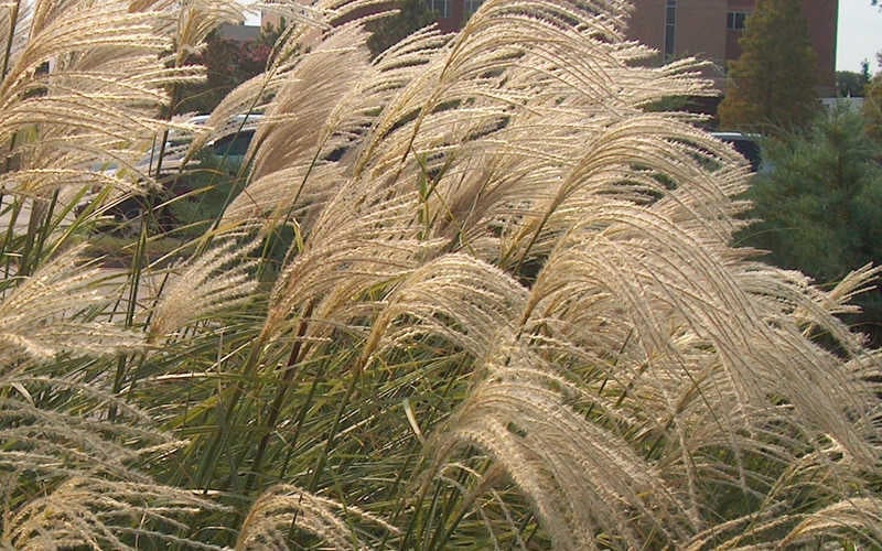  Maiden Grass - Miscanthus Sinensis 'Gracillimus' - 1 Gallon Pot