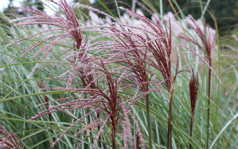  Maiden Grass - Miscanthus Sinensis 'Gracillimus' - 3 Gallon Pot