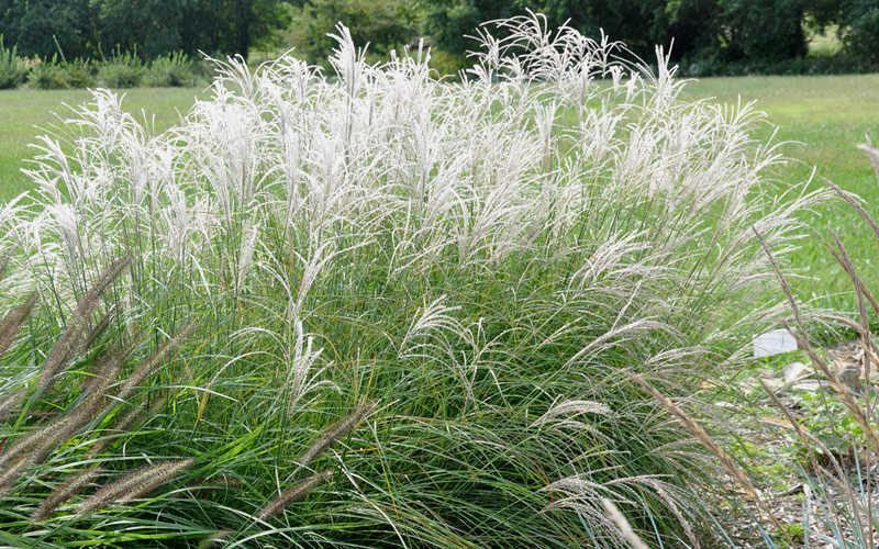  Little Kitten Dwarf Maiden Grass - Miscanthus Sinensis - 2 Gallon Pot