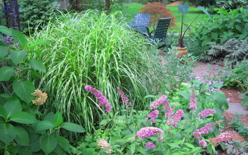  Little Zebra Grass - Miscanthus - 1 Gallon Pot