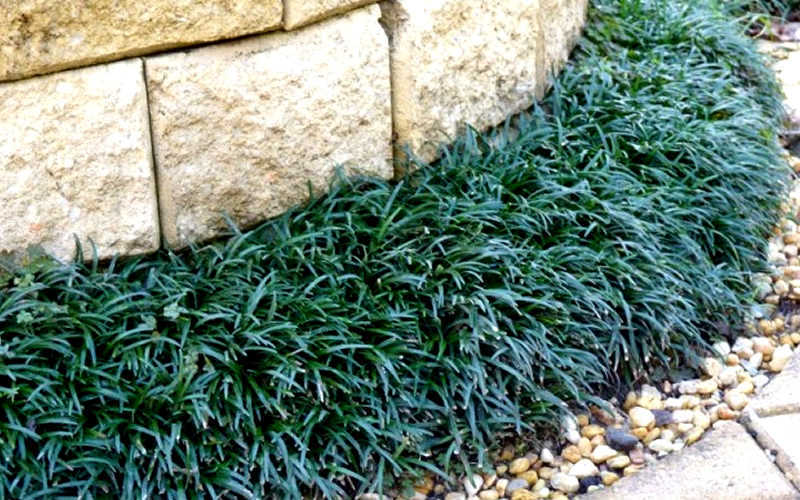  Dwarf Mondo Grass - 18 Count Flat Of Pint Pots
