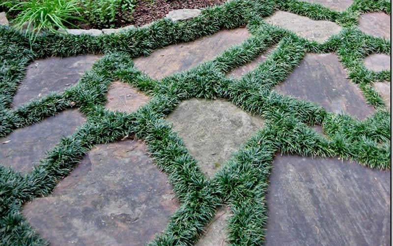  Dwarf Mondo Grass - 32 Pack Of 2.5" Pots