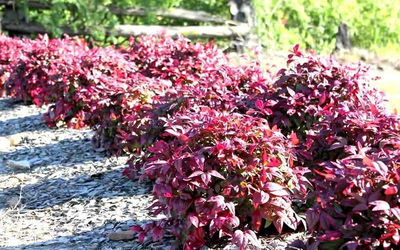  Blush Pink Nandina - 6 Pack Of 1 Gallon Pots