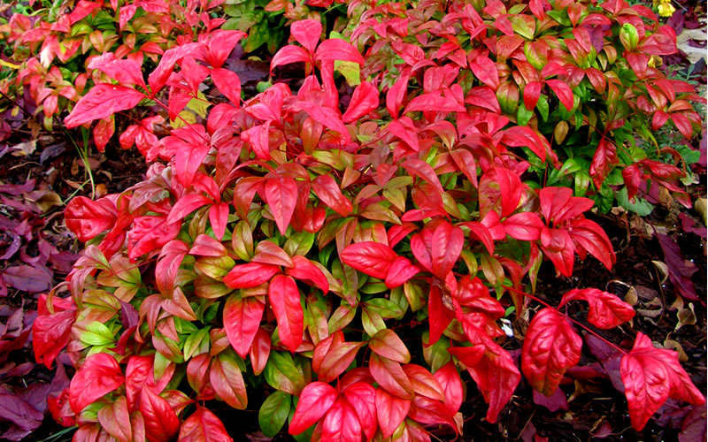  Firepower Dwarf Nandina - 1 Gallon Pot