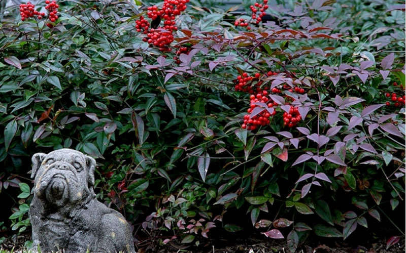  Harbor Belle Dwarf Nandina - 1 Gallon Pot