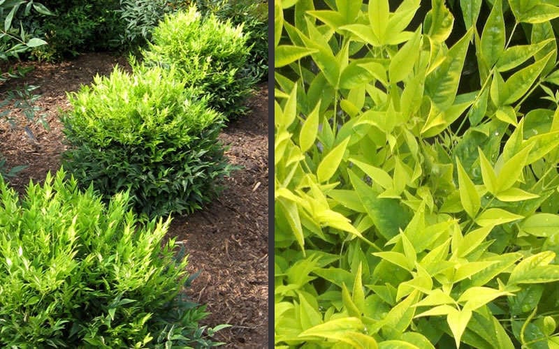  Lemon Lime Nandina - 3 Gallon Pot