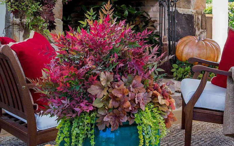  Obsession Nandina - 1 Gallon Pot