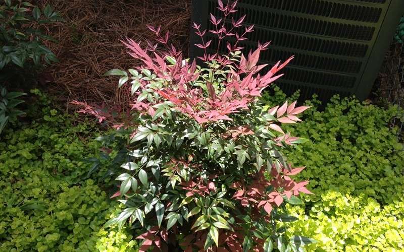  Obsession Nandina - 1 Gallon Pot