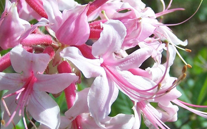  Varnadoes Phlox Pink Native Azalea - Rhododendron Canescens - 3 Gallon Pot