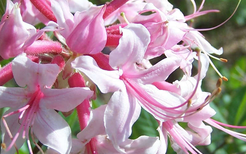  Varnadoes Phlox Pink Native Azalea - Rhododendron Canescens - 1 Gallon Pot