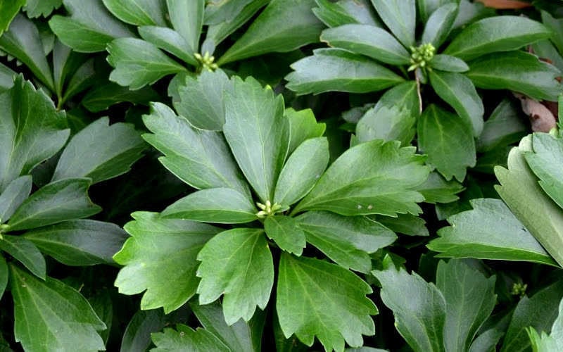  Pachysandra (Japanese Spurge) - 6 Pack Of Pint Pots