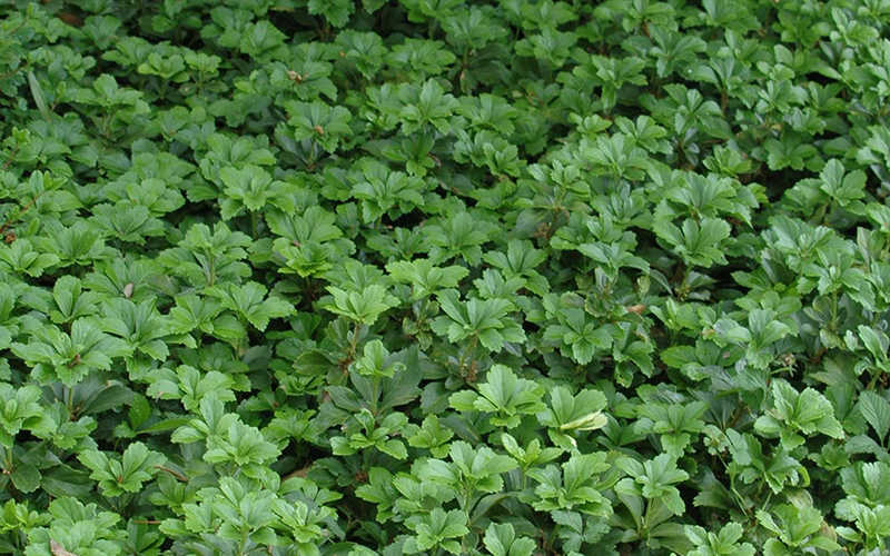  Pachysandra - Japanese Spurge - 18 Count Flat Of Pint Pots