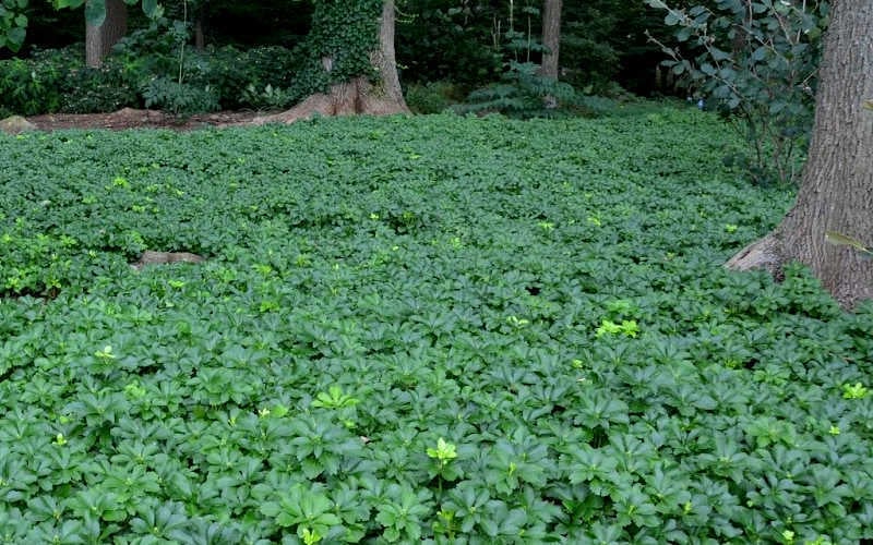  Pachysandra (Japanese Spurge) - 6 Pack Of Pint Pots