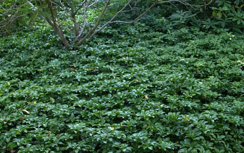  Pachysandra (Japanese Spurge) - 6 Pack Of Pint Pots