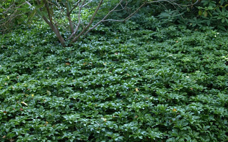 Pachysandra - Japanese Spurge - 18 Count Flat Of Pint Pots
