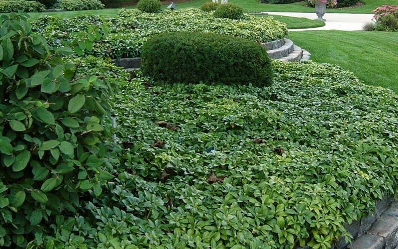  Pachysandra - Japanese Spurge - 18 Count Flat Of Pint Pots