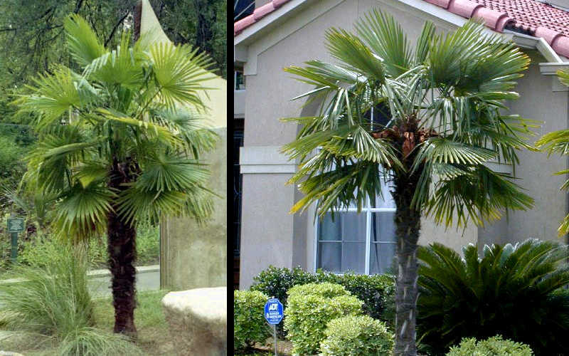  Windmill Cold Hardy Palm Tree - 1 Gallon Pot