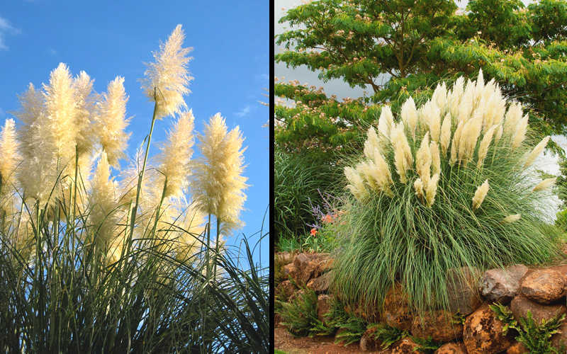  White Pampas Grass - 1 Gallon Pot