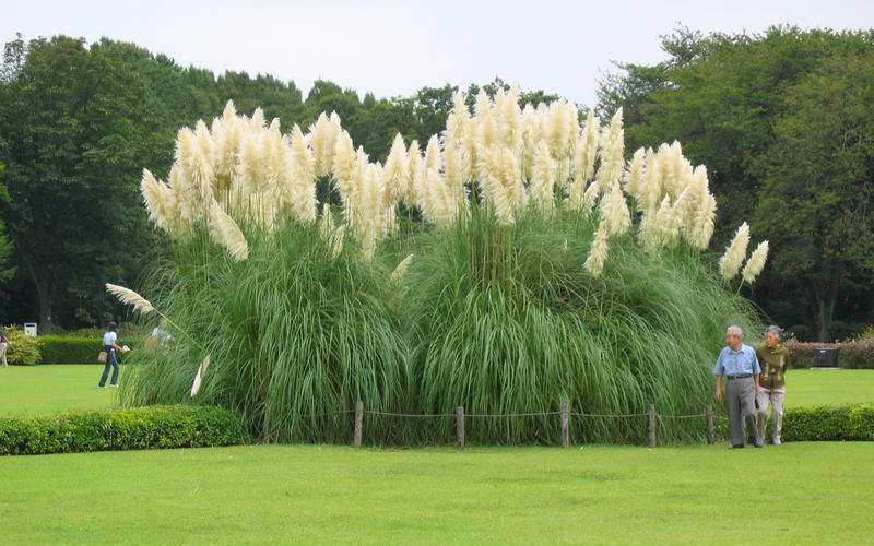  White Pampas Grass - 1 Gallon Pot
