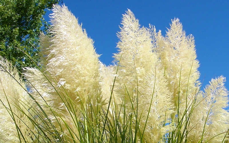  White Pampas Grass - 3 Gallon Pot