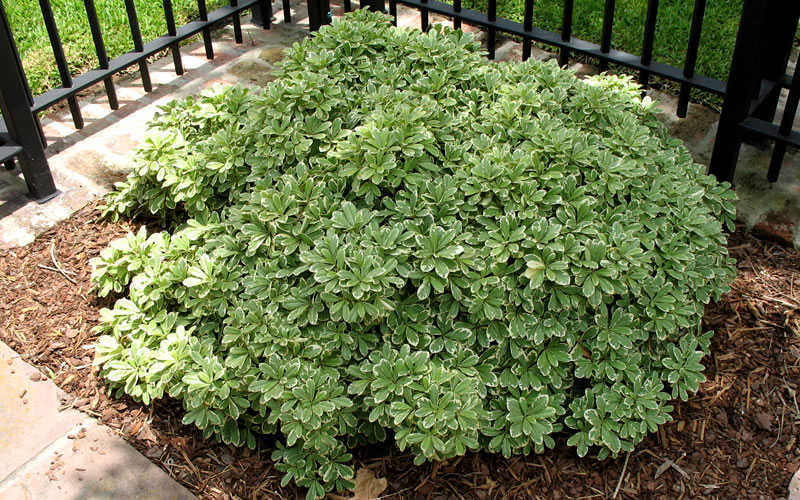  Variegated Pittosporum - Japanese Mock Orange - 1 Gallon Pot