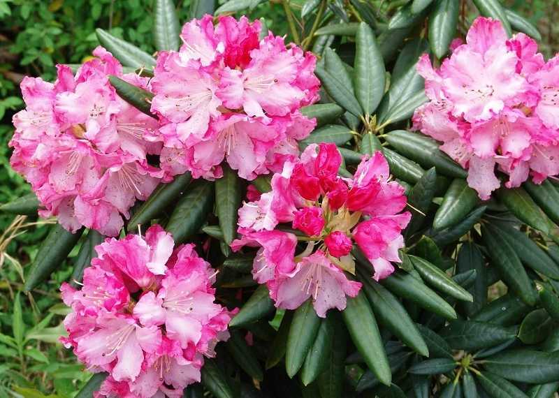  Southgate 'Brandi' Rhododendron - 1 Gallon Pot