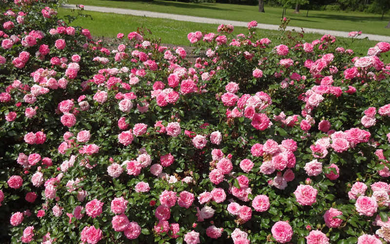  Sweet Drift Groundcover Rose - 1 Gallon Pot