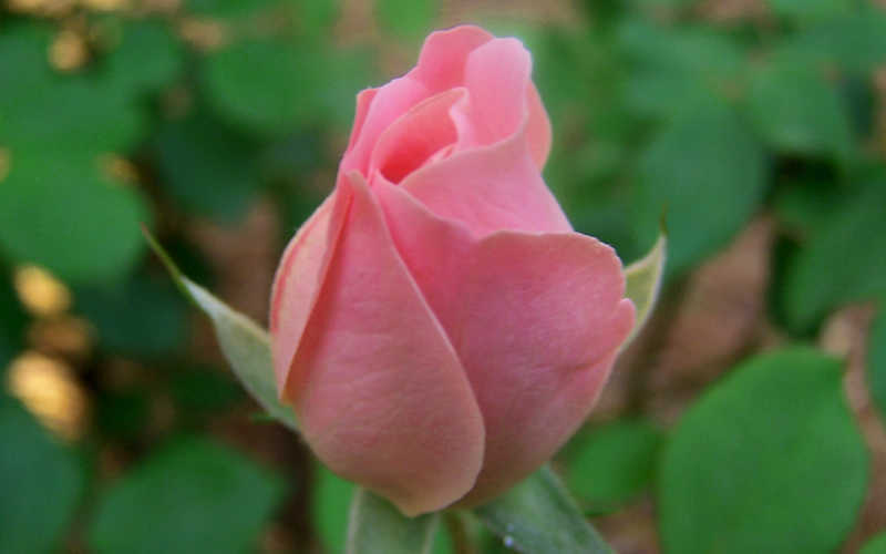  The Georgia Peach Shrub Rose - 1 Gallon Pot