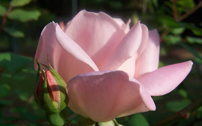  The Georgia Peach Shrub Rose - 1 Gallon Pot