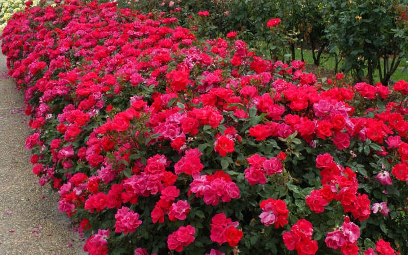 Original Red Knock Out Rose - 3 Gallon Pot