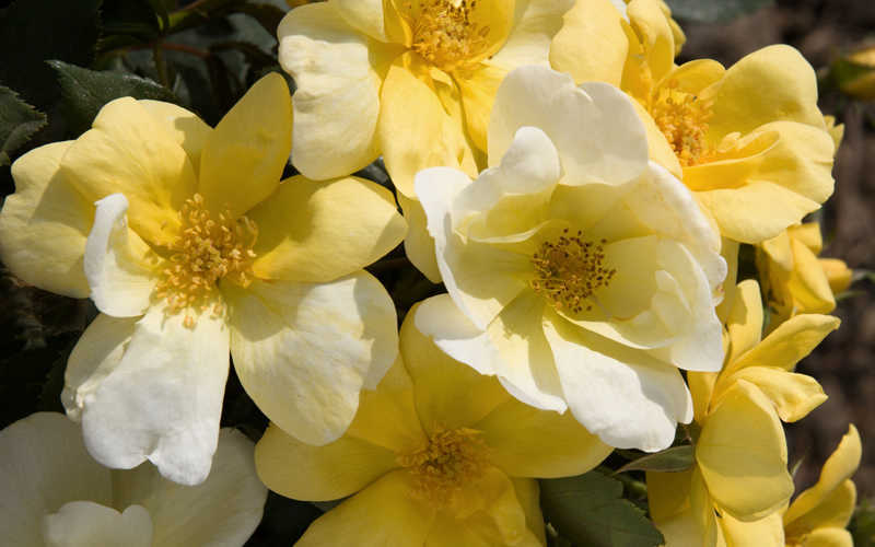  Sunny Yellow Knock Out Rose - 2 Gallon Pot