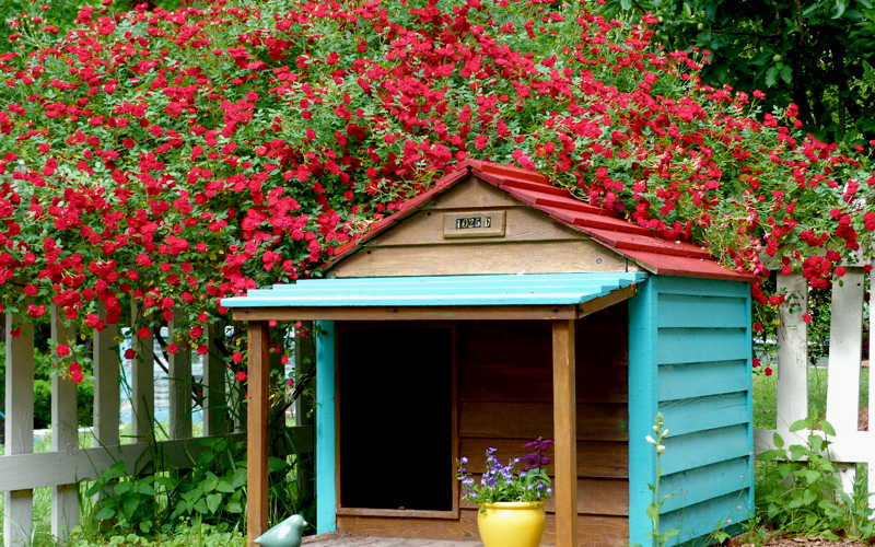  Red Cascade Miniature Climbing Rose - 2.5 Quart Pot