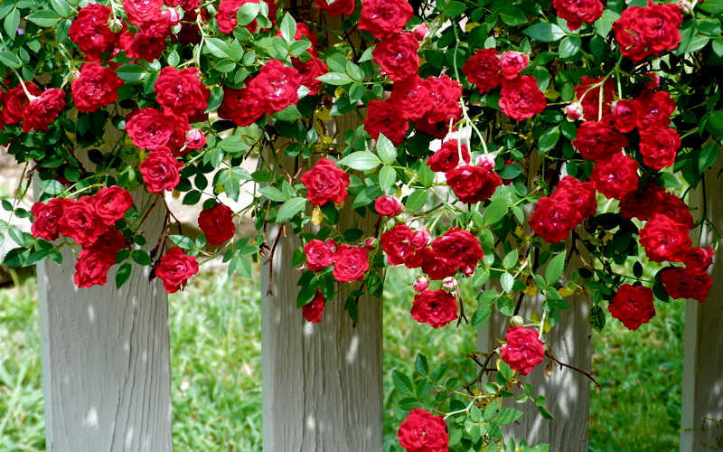  Red Cascade Miniature Climbing Rose - 2.5 Quart Pot