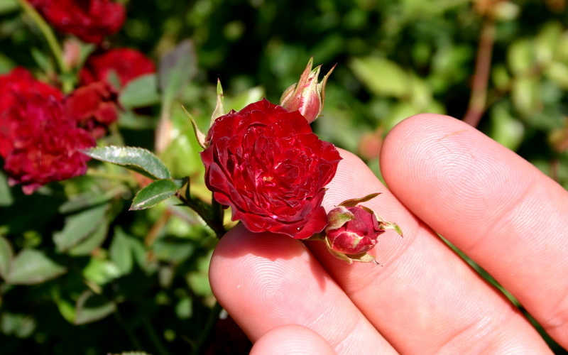  Red Cascade Miniature Climbing Rose - 2.5 Quart Pot