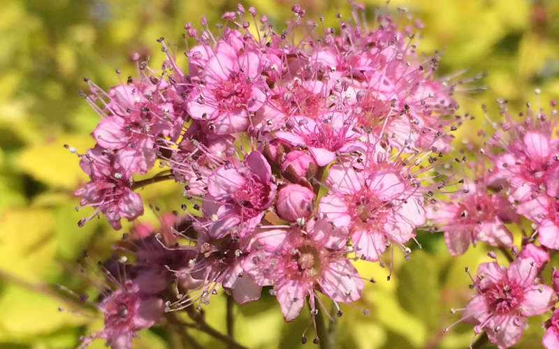  Mini Gold Spirea - 1 Gallon Pot