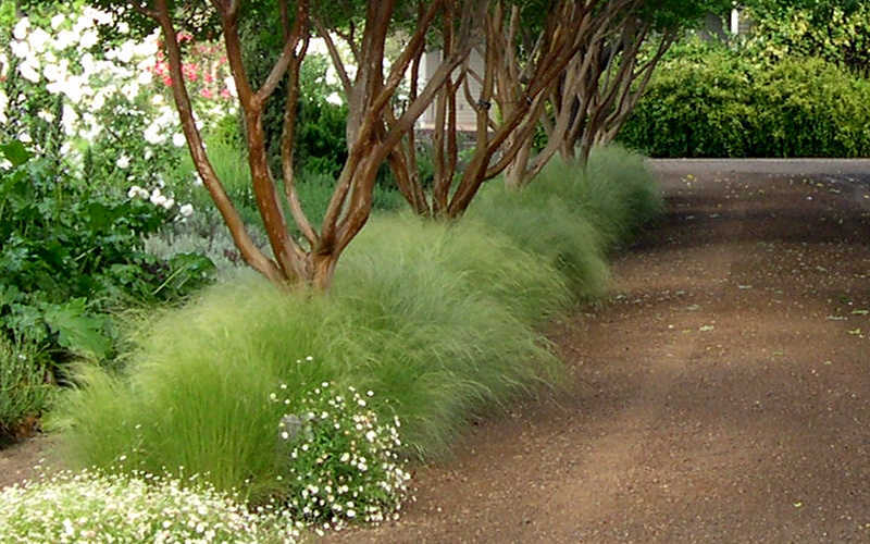  Pony Tails Mexican Feather Grass - Stipa Tennuissima - 1 Gallon Pot