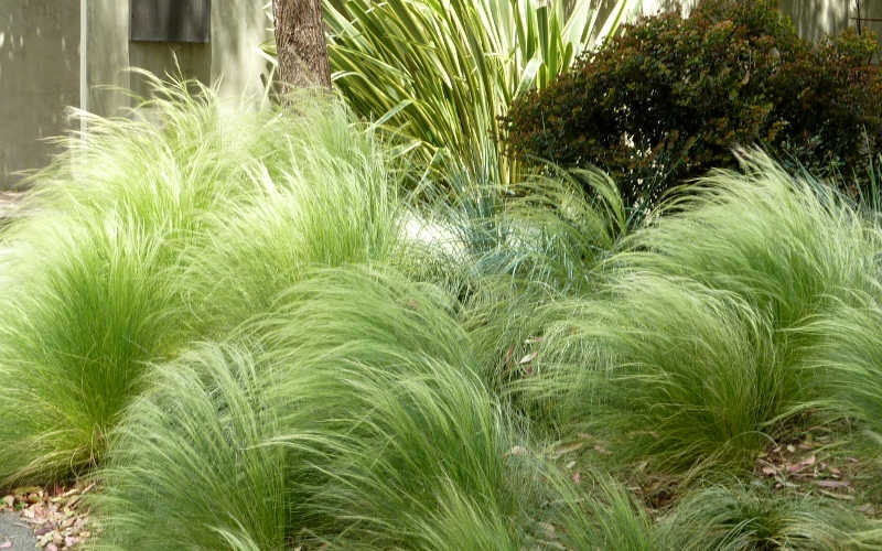 Pony Tails Mexican Feather Grass - Stipa Tennuissima - 6 Pack Of 1 Gallon Pots