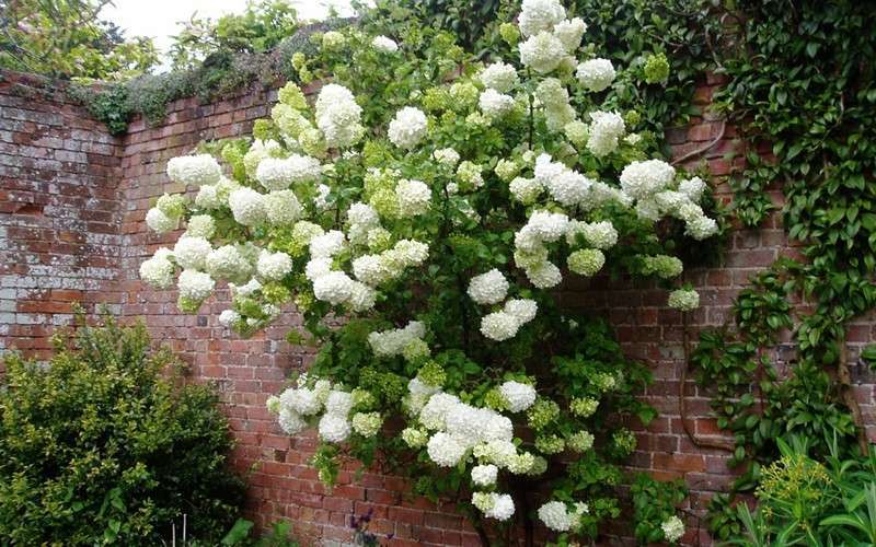  Chinese Snowball Viburnum Bush - 3 Gallon Pot - SALE