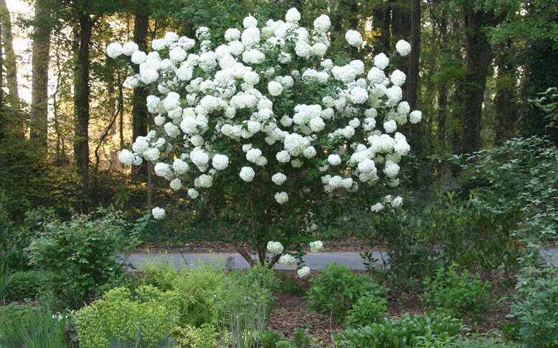  Chinese Snowball Viburnum Bush - 7 Gallon Pot (3-4')