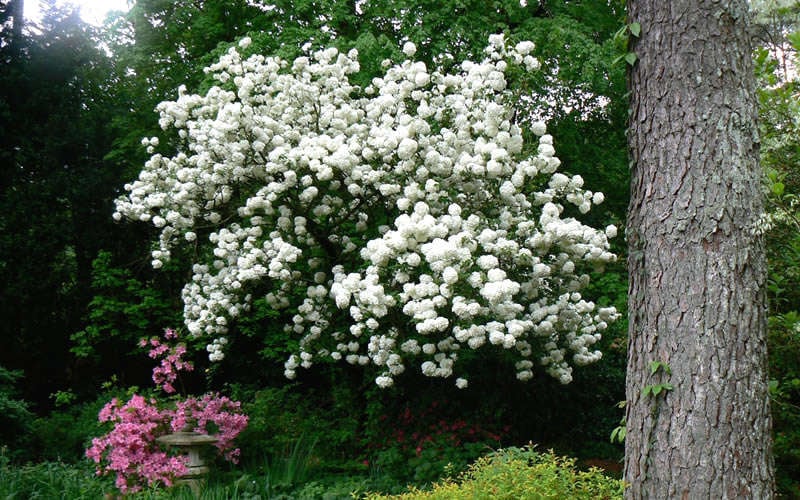  Chinese Snowball Viburnum Bush - 3 Gallon Pot