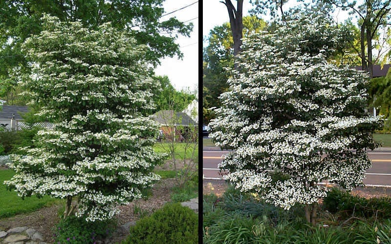  Summer Snowflake Viburnum - 3 Gallon Pot