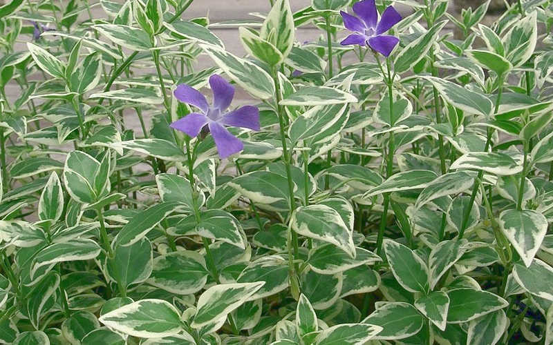  Variegated Bigleaf Periwinkle - Vinca Major 'Variegata' - 10 Pack Of Pint Pots