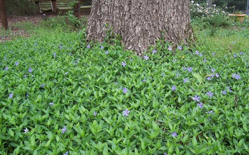  Evergreen Periwinkle - Vinca Minor - 18 Count Flat Of Pint Pots