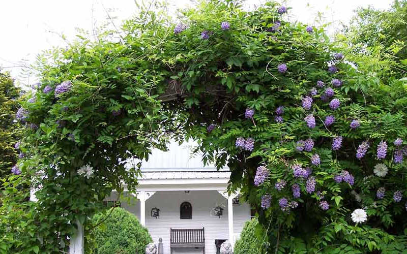  Amethyst Falls Wisteria Vine - 7 Gallon Pot