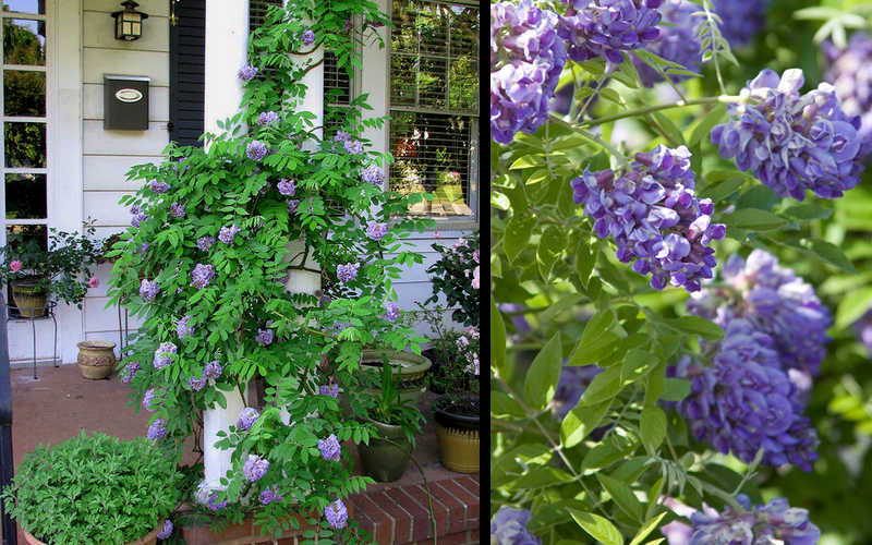  Amethyst Falls Wisteria Vine - 2 Gallon Pot