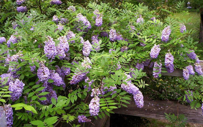  Amethyst Falls Wisteria Vine - 3 Gallon Pot