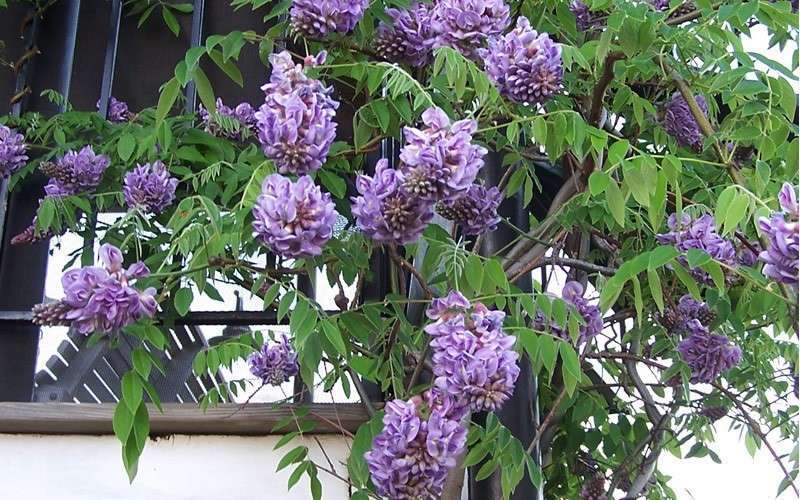  Amethyst Falls Wisteria Vine - 3 Gallon Pot
