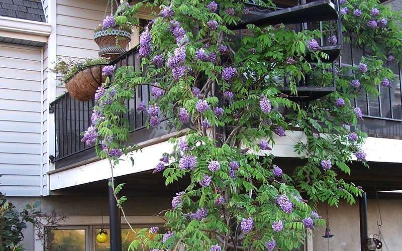  Amethyst Falls Wisteria Vine - 5 Gallon Pot