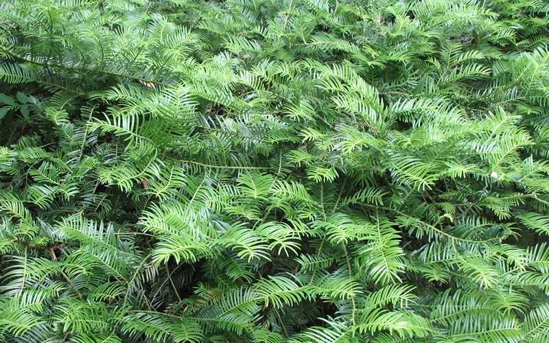  Yewtopia Plum Yew - 3 Gallon Pot