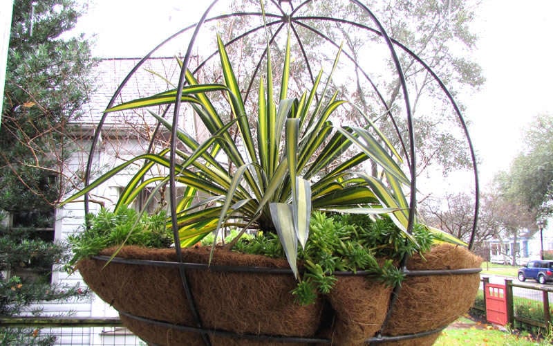  Color Guard Yucca - 1 Gallon Pot